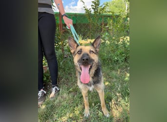 Norka - diesen Hund sollte man kennenlernen