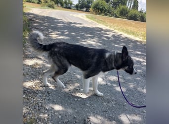 Ice ein warmherziger Schatz