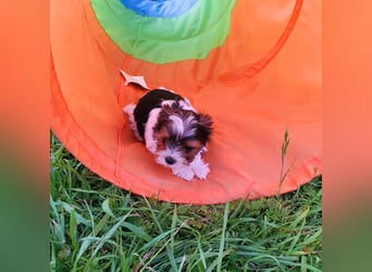 Kleinbleibender Biewer Yorkshire Terrier, Welpe,Rüde, reinrassig sehr selten