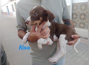 Alan geb. 03/2025 (ESP) - neugieriger süßer Ratonero Bodeguero Andaluz Welpe!