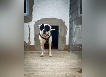 Vermittlungshilfe für Snoopy