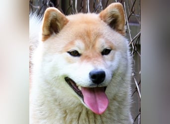 Wunderschöne Shiba Inu Welpen suchen ein liebevolles Zuhause!