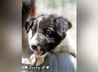 Teddy und seine Geschwister suchen ab September ein Zuhause