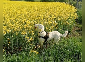 VANCOUVER – großer Herzenshund mit Herdenschutzhund-Seele
