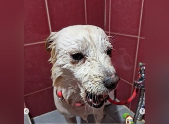 Jenna liebe schüchterne Hündin die im Tierheim so sehr leidet sucht Körbchen