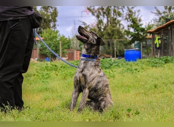 Benito, Mix Labrador / Rafeiro Alentejano, lieb und sozial