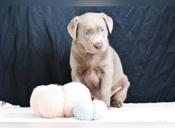 Typvolle Labradorwelpen mit Ahnentafel