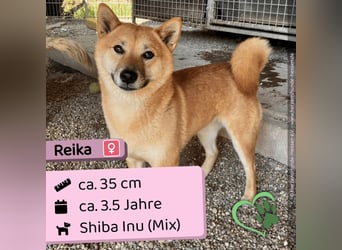 Reika
