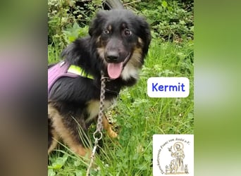 KERMIT – kuscheliger Gefährte sucht sein Glück