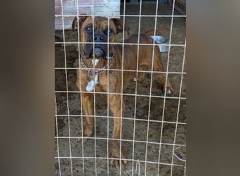 Boxermädel Ersi sucht ein aktives Zuhause.