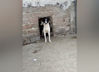 YAELA, Hündin, 1,5 Jahre, 38 cm, Mischling, Tierschutz