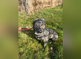 Lui - kleiner Hund mit großem Herz sucht 2te Chance