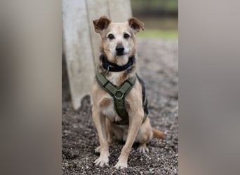 Rinky - sanfter Herzenshund sucht ein Happy End