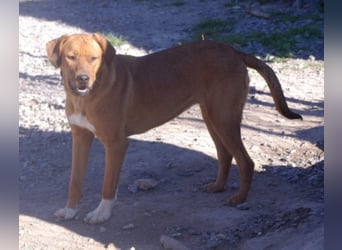 CHICA, Hündin, Boxer-Rhodesian Ridgeback-Mix, geb. ca. 09.2017, SH: ca. 55 - 60 cm, TH Sierra Nevada