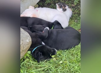 Zuckersüße Labrakita Welpen suchen ihr neues Zuhause!