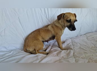 MARISKA ❤ EILIG! sucht Zuhause oder Pflegestelle