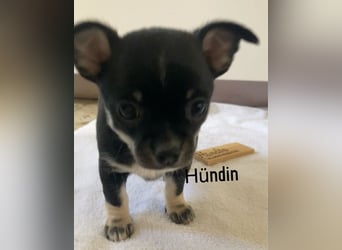 Chihuahua Welpen ab 22.08 abzugeben