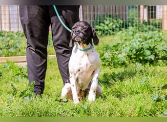 Pepa  - Englischer Pointer, lieb und verträglich