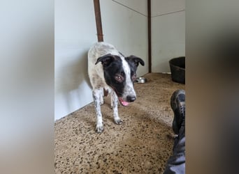 Vico, 3 ähriger Bub, SH ca. kniehoch, neugierig, sozial, interessiert