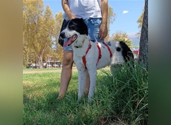 Leon sucht ein Zuhause