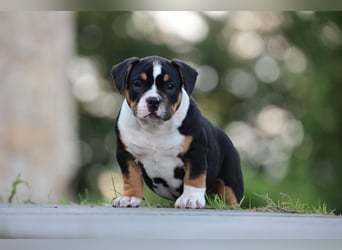 Unglaublich schöne American Bully Welpen!
