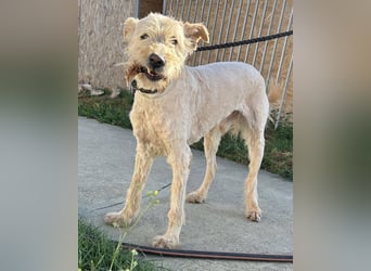 Messi, ein Hund mit viel Potential und einfach nur lieb