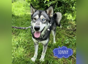 Sonny ein großer Schatz