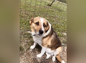 Simba - wer gibt dem lieben Rüden eine Chance