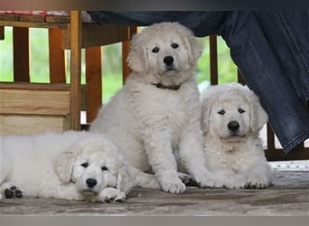 Kuvasz Welpen - Zucht - vom Crystal Diamonds - Mitglied im VDH/ FCI.