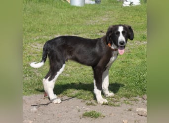 Moritz - liebevolles kuschliges Körbchen gesucht