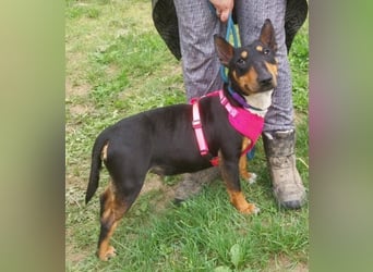 Bella 3, Miniatur Bullterrier Mischling