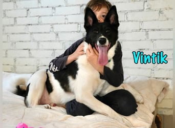 Vintik 08/2021 (RUS) - lebensfroher, intelligenter und sportlicher Rüde!