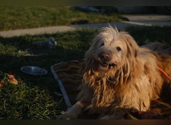 Messi, ein Hund mit viel Potential