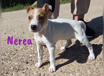 Nerea 01/2025 (ESP Pflegestelle) - aufgewecktes, süßes Ratonero Bodeguero Andaluz Mädchen!