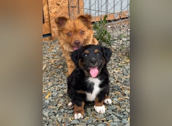 Dulceata, Dakota und Dusty
