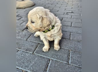 Kleine Golden Retriever Rüden suchen ab Oktober ein neues Zuhause