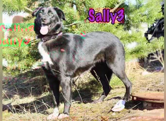 Sally3 geb. 04/2021 - sooo sanfte und verschmuste Hündin sucht liebevolle Menschen!