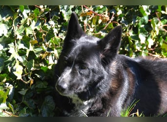 Kelly auf Pflegestelle in 88273 Fronreute sucht ihr Zuhause