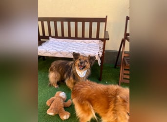 Buddy SR - sanfter Senior sucht liebevolles Gnadenplätzchen