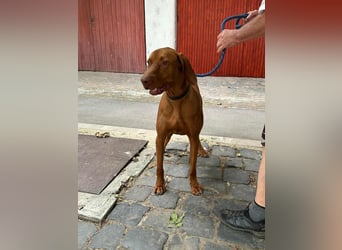 Carlos, geboren 08.01.2021, 69cm sucht aktives Zuhause