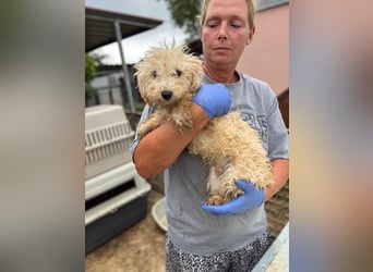 Abu, verspielter Maltipoo Welpe geb. 2025