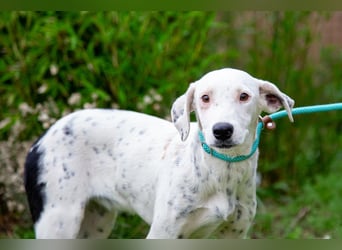 Sofia  - Mix Pointer / Dalmatiner, lieb und verträglich