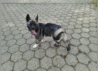 Akita - Husky Welpen