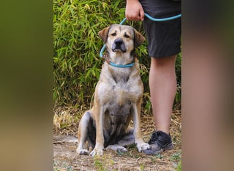Mya, Mix Schäferhund / Rafeiro Alentejano, lieb und sozial