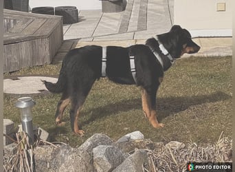 Raya, zartes Hundemädchen sucht ihr Zuhause, PS in 85461 Bockhorn