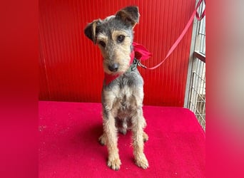 ❤️ superlieber PINO - 1 Jahr, 40cm/9kg - Foxterrier-Mischling