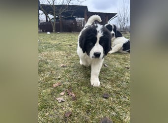 LANDSEER WELPEN mit FCI papieren