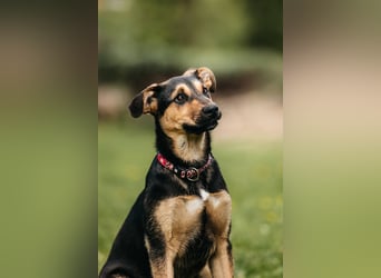 Neugierige BRUNYA sucht eine liebevolle Familie