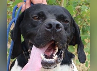 Douglas,  Pointer-Mix, lieb und sozial