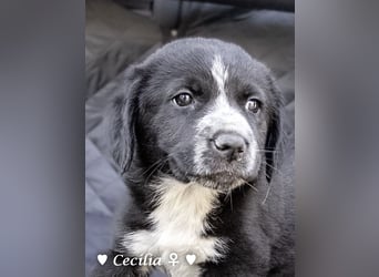 Cecilia, Cindy und Carla suchen ab Mitte Juli ein Zuhause
